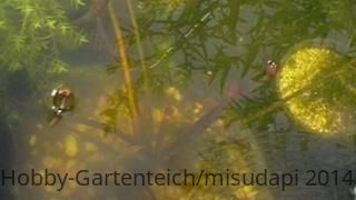Clyde Ikins mit 4 Knospen in Juni.JPG