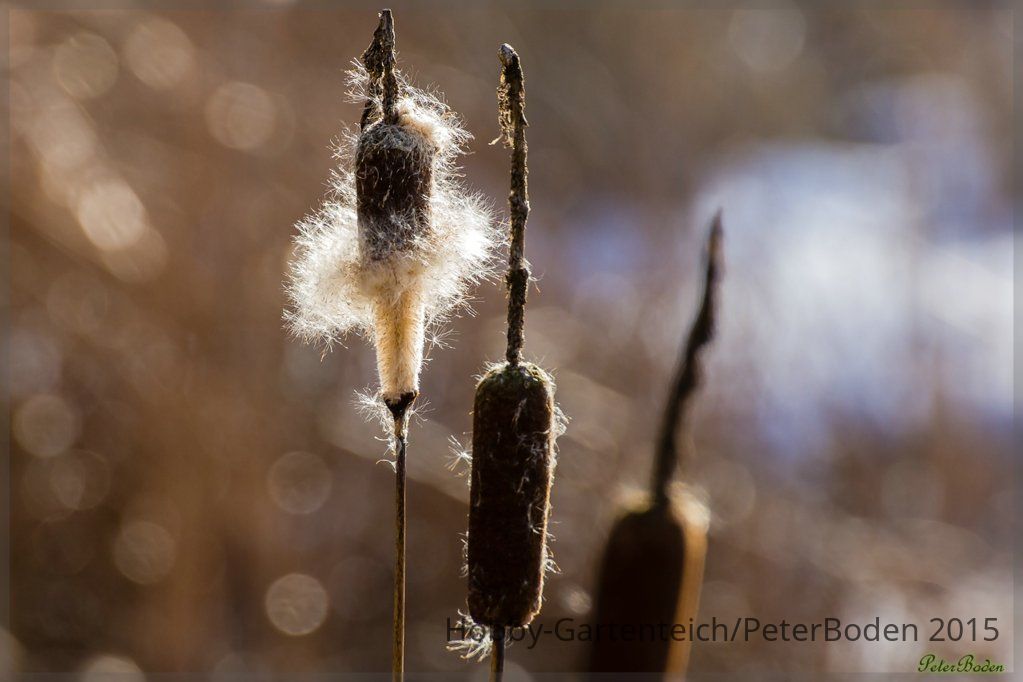 comp_IMG_20150207_0386-3.jpg