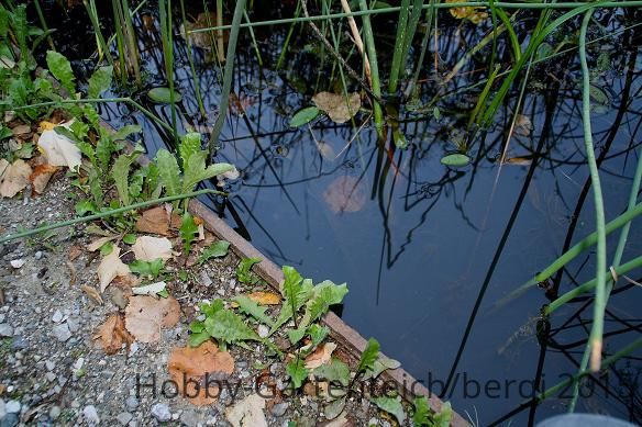 Cortenteich4.JPG