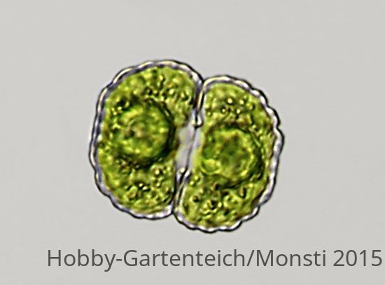 cosm.crenatum1.jpg