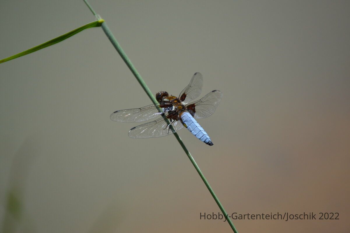 DSC_0173.JPG