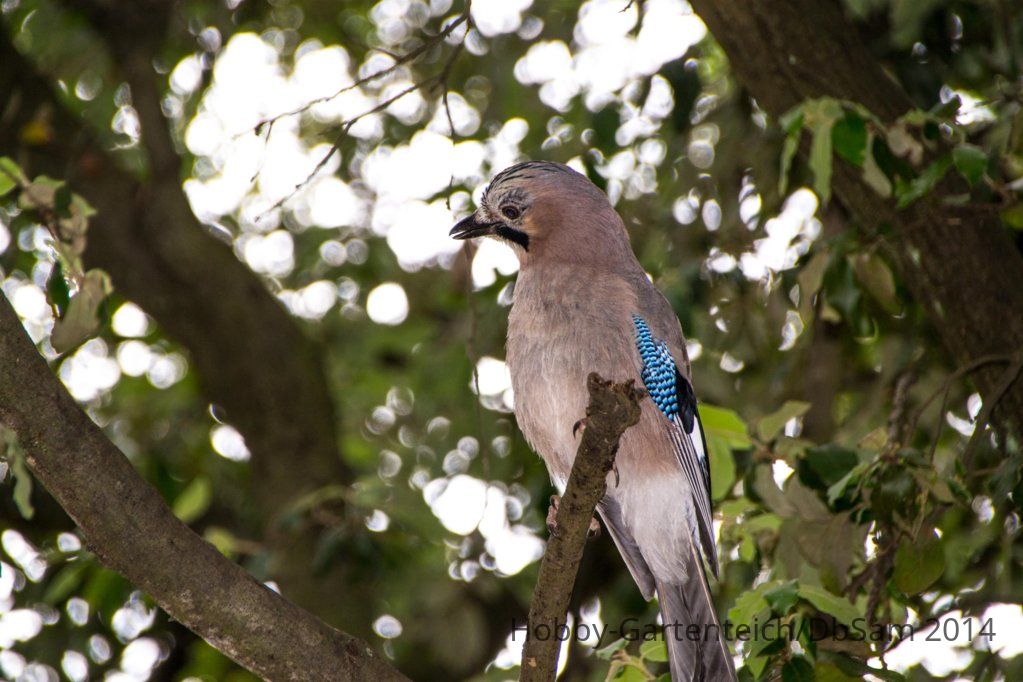 DSC_1863_0.jpg