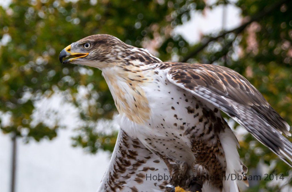 DSC_2890_1_0.jpg