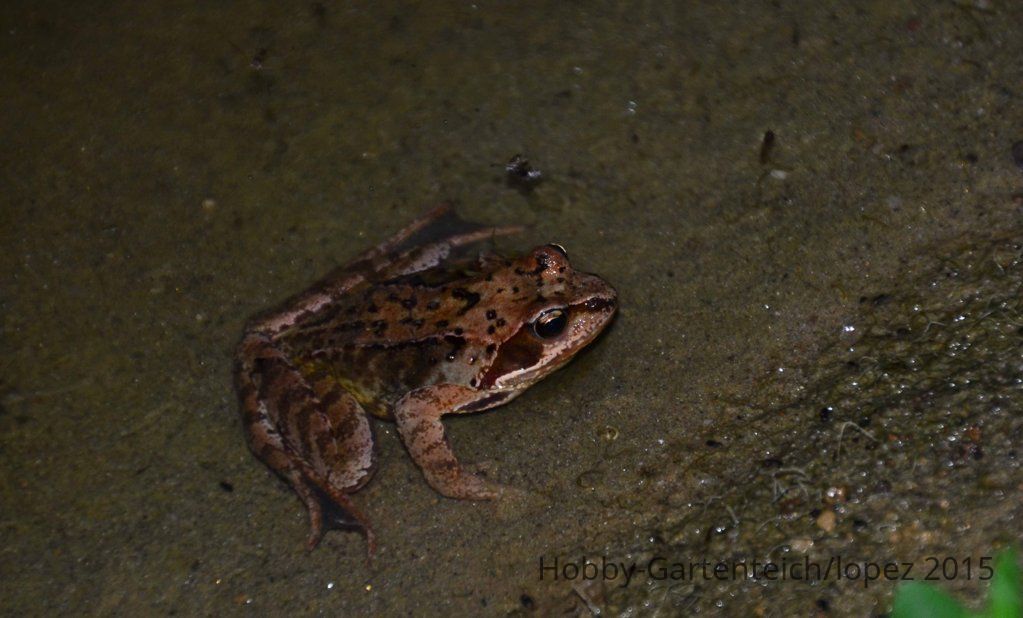 DSC_4367.JPG