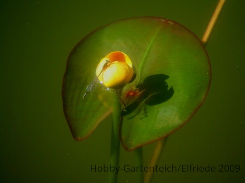 www.hobby-gartenteich.de