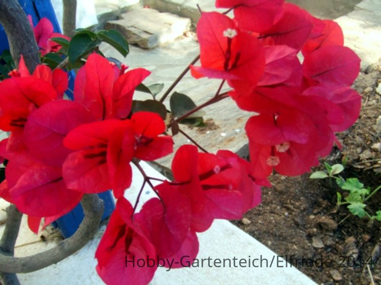 DSCF4254.JPG
