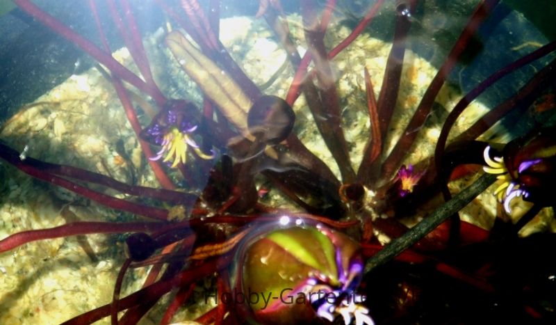 DSCF4328 Blüten unter Wasser.JPG