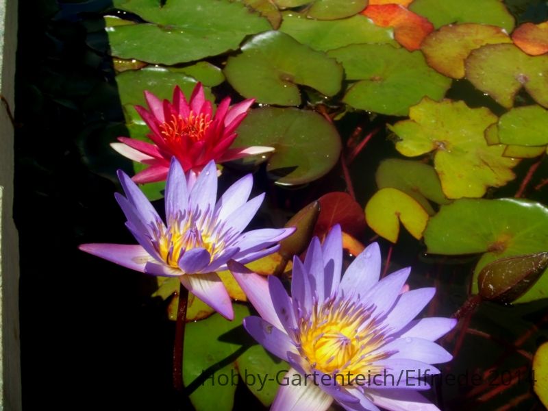 DSCF4456.JPG