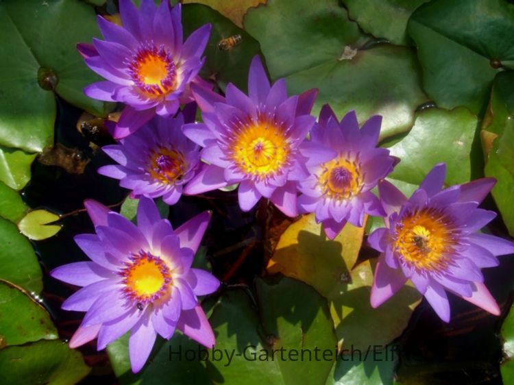 DSCF4572  wie ein Blumenstrauß.JPG