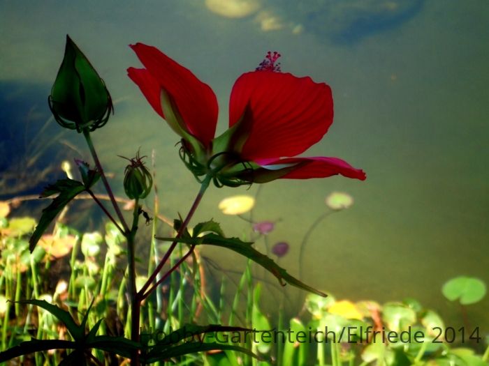 DSCF4654.JPG