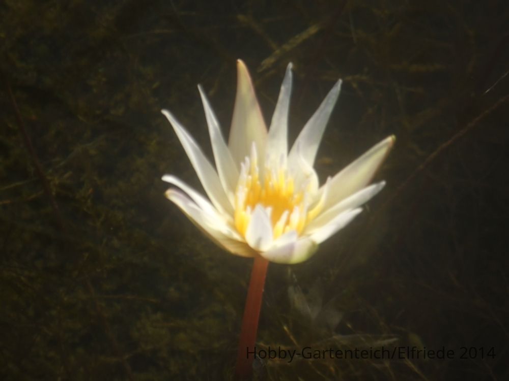DSCF4794 erste Sämlingsblüte.JPG