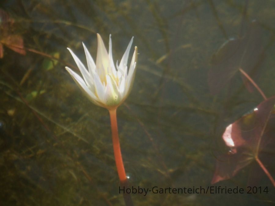 DSCF4801 Sämlingsblüte schließt sich gerade.JPG