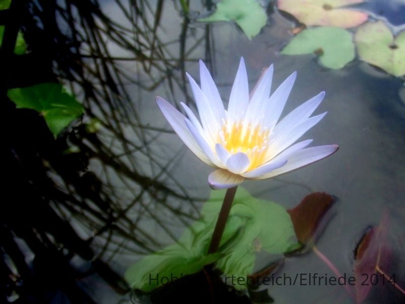 DSCF4875 Blüte N.Micrantha.JPG