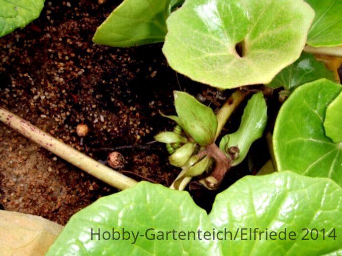 DSCF5173 leider nicht mehr aufgeblüht - Farfugium japonicum.JPG