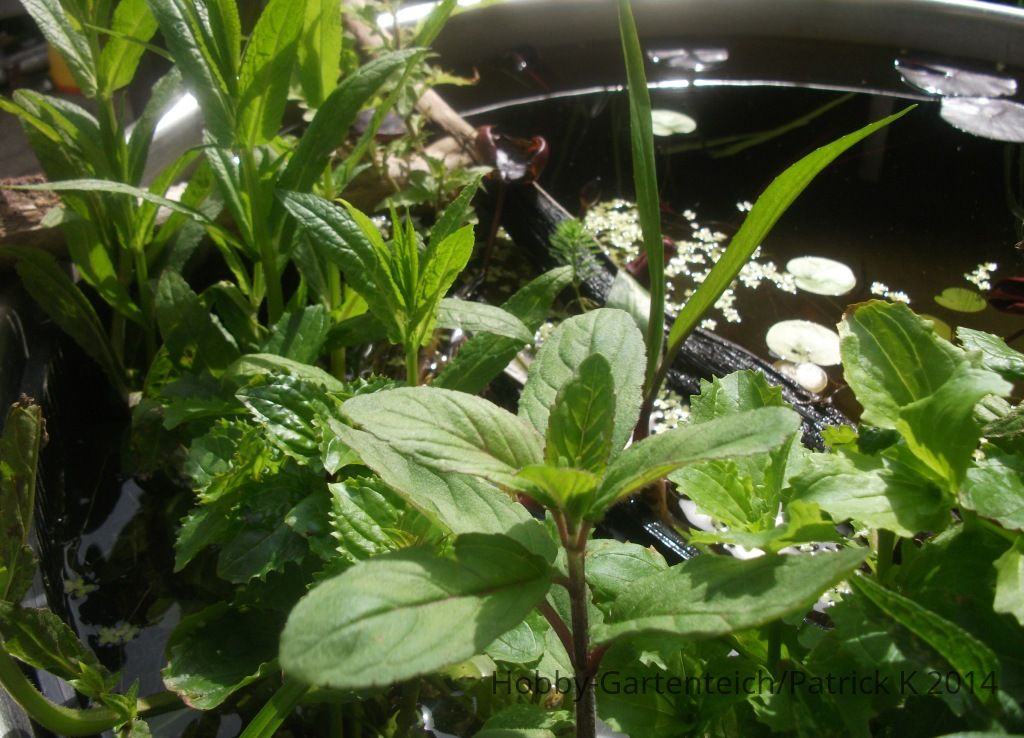 DSCF5656.JPG
