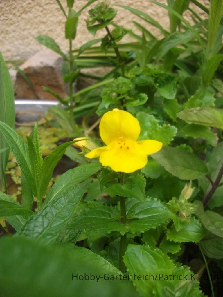 DSCF5695.JPG