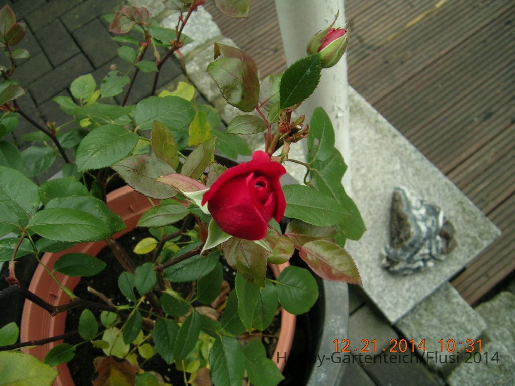 DSCN4054.JPG