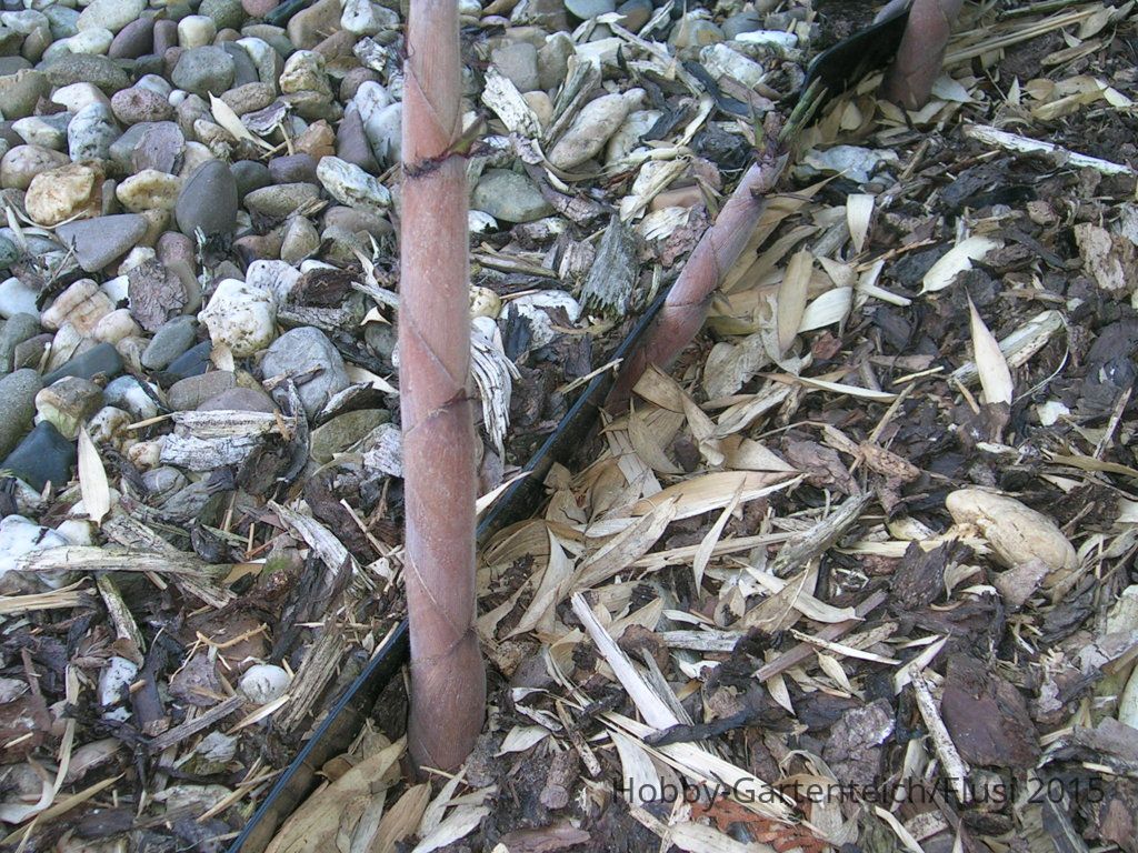 DSCN4238.JPG