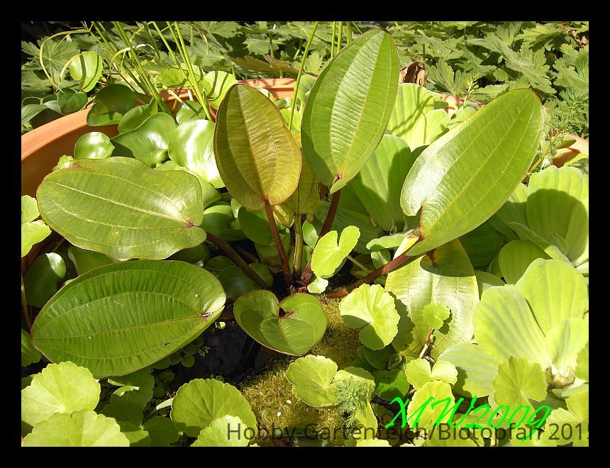 Echiaquatica2.jpg