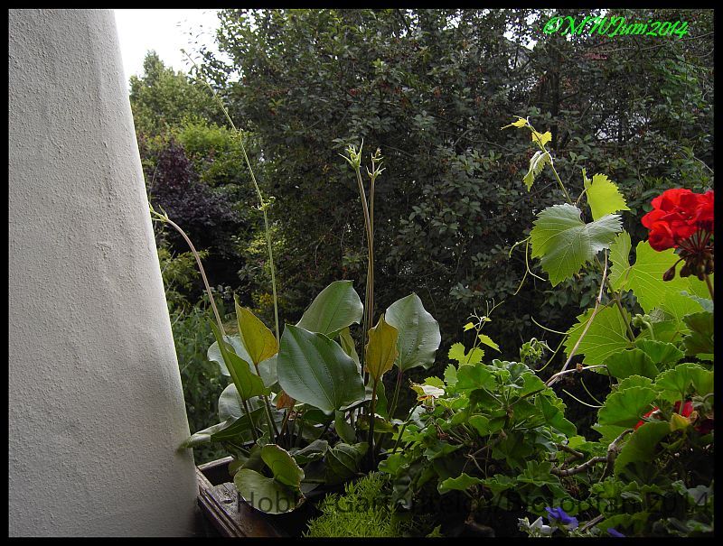 Echicordiflorus2014.jpg