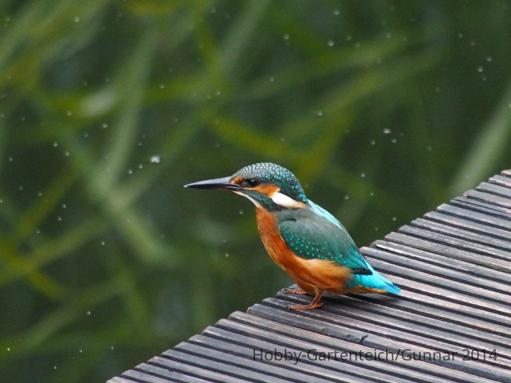 Eisvogel 025.JPG