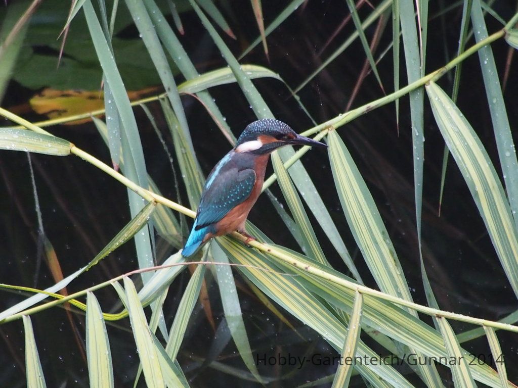 Eisvogel 036.JPG