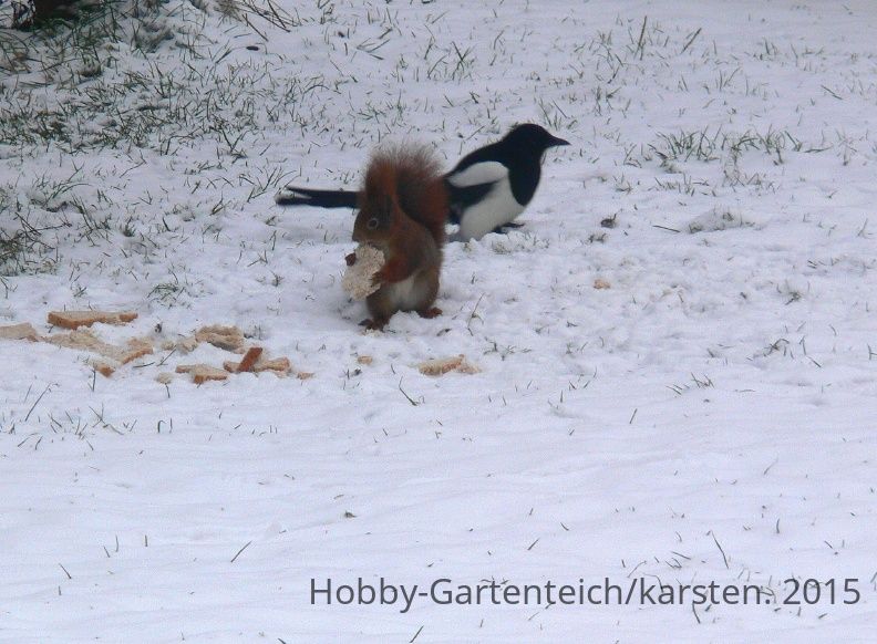 Elster mit Hörnchen.jpg