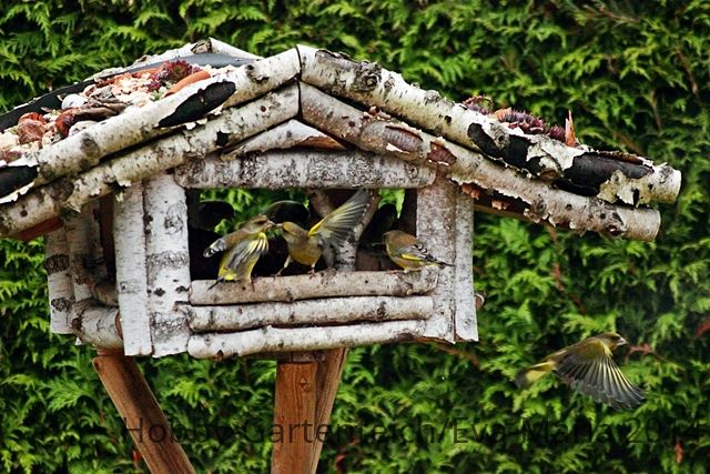 emsiges Treiben im Vogelhaus_640.JPG