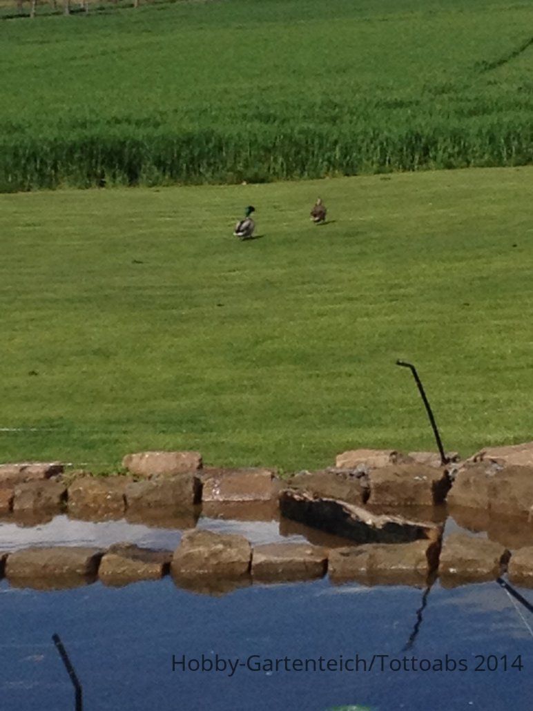 Enten.JPG