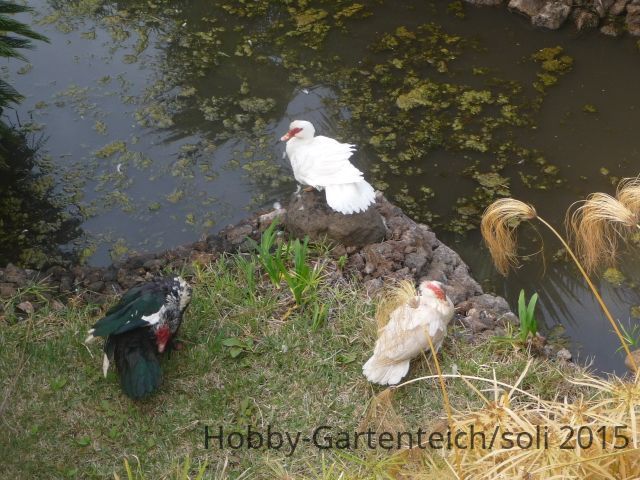 Enten.jpg