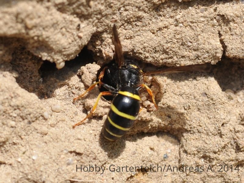 Eumenidae.jpg