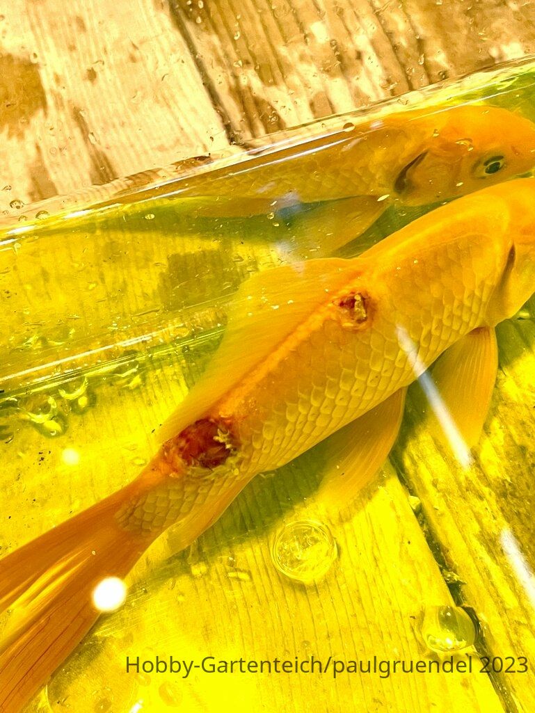 fisch_02.jpg