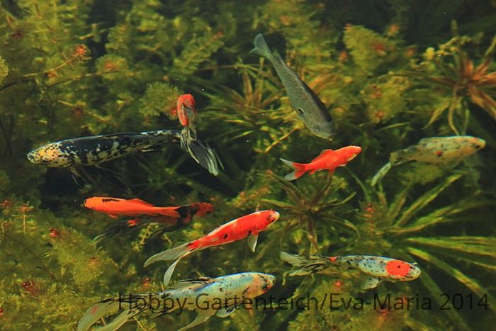 Fische munter_700.JPG