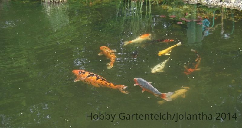 Fische1.jpg