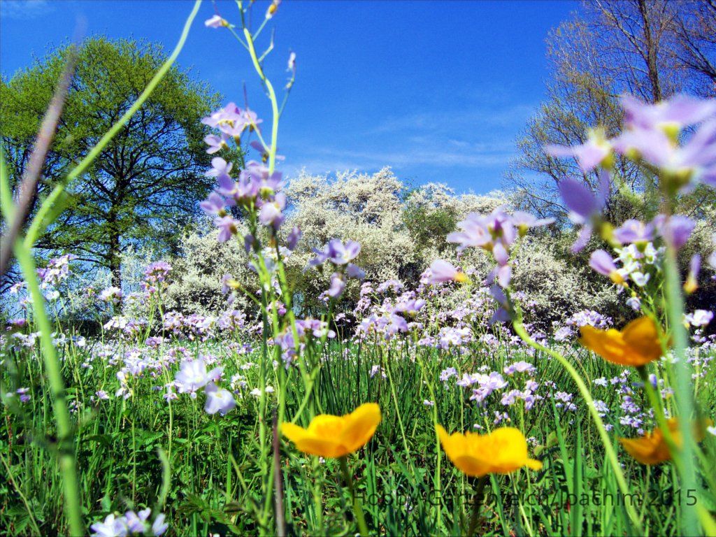 frühling.jpg