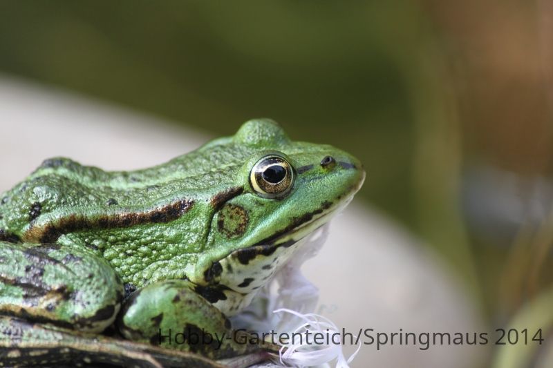 Frosch04.08.2014 (800x533).jpg