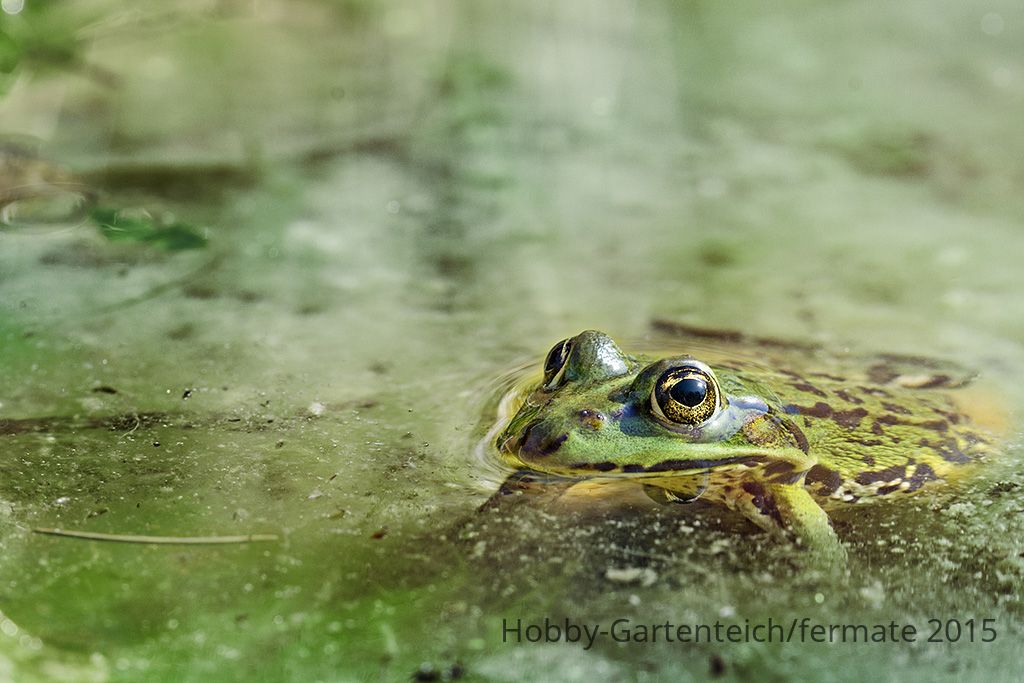 frosch080415.jpg