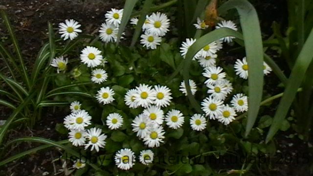 Gänseblümchen April 2015.JPG