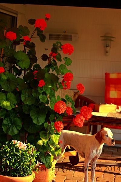 Geranien_rot_pink_600.JPG