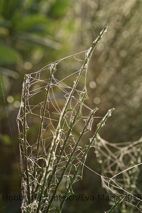 Ginster_grün_Spinnwebe_Detail_makro_bokeh1_700.JPG