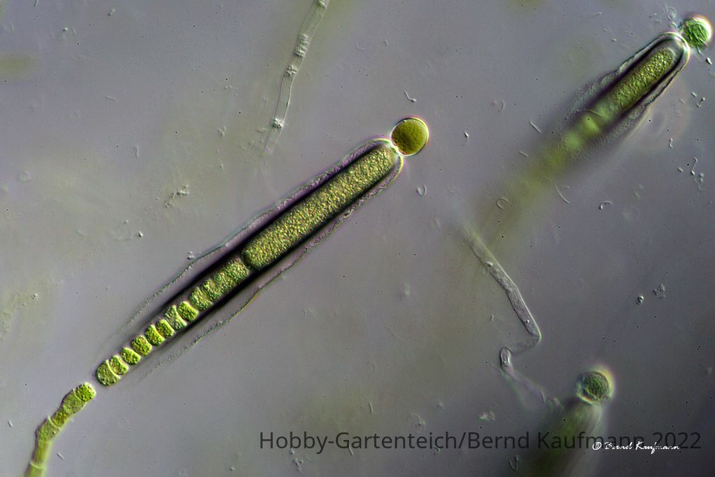 Gloeotrichia_01.jpg