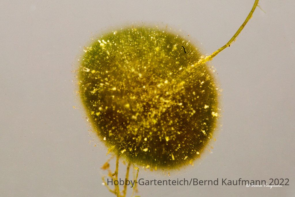 Gloeotrichia_02.jpg