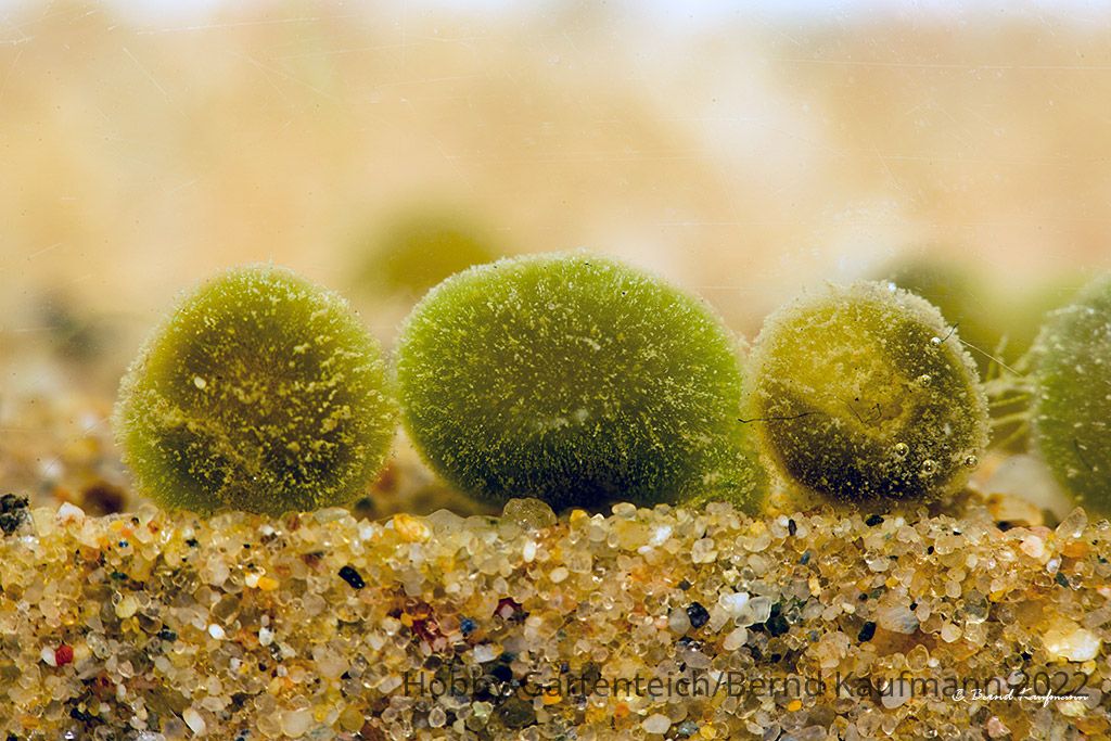 Gloeotrichia_03.jpg
