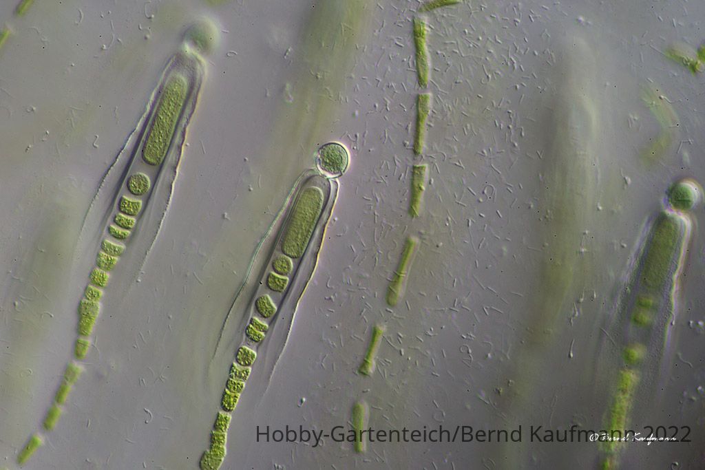 Gloeotrichia_04.jpg