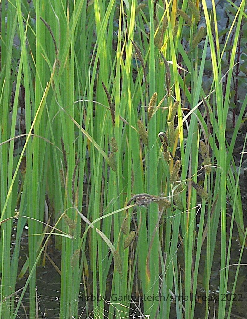 Gras1.jpg