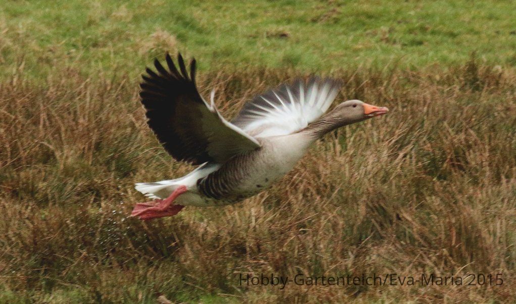 Graugans im Flug1_2500.JPG