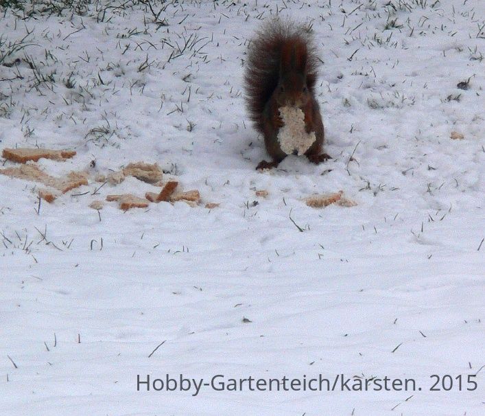 hörnchen allein.jpg