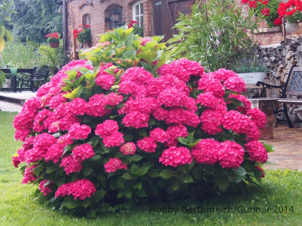 Hortensie 002.JPG
