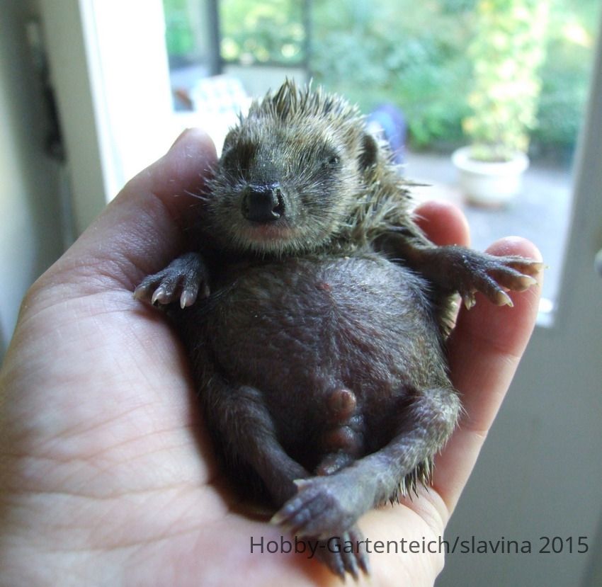 Igel_1.jpg
