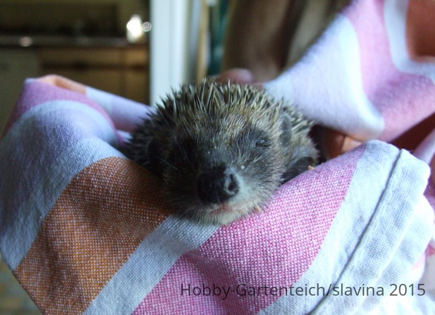 Igel_1a.jpg